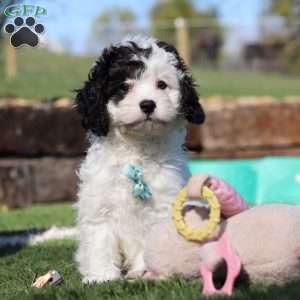 Max, Cavapoo Puppy